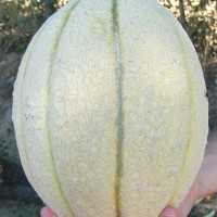 MELONE RETATO DELIZIA F1