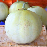 MELONE LISCIO TAMARIS F1