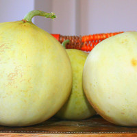 MELONE LISCIO TAMARIS F1