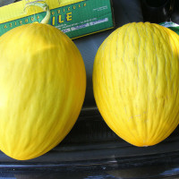 MELONE AMARILLO ORO