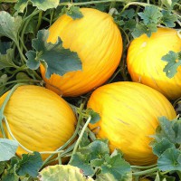 MELONE AMARILLO ORO