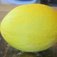 MELONE GIALLO