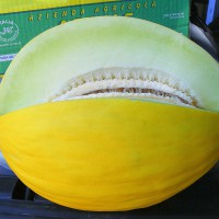 MELONE GIALLO