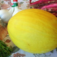 MELONE MERAVIGLIA DI TRAPANI F1