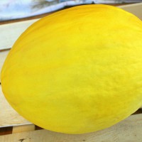 MELONE GIALLO