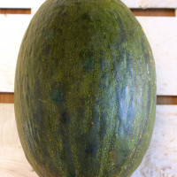 MELONE PIEL DE SAPO