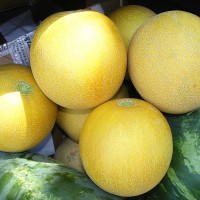 MELONE GIALLO RETATO