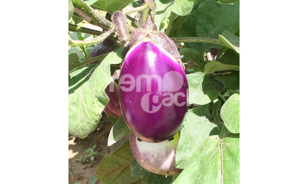 MELANZANA OVALE VIOLA