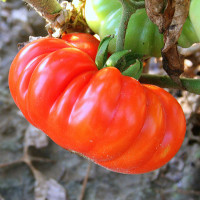 POMODORO COSTOLUTO FIORENTINO