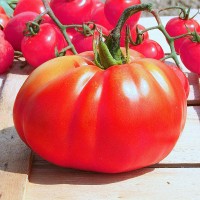 POMODORO SUCCESSO F1