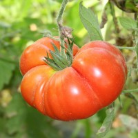 POMODORO TIPO MARMANDE SUPERIOR F1