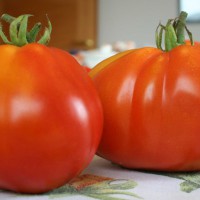 POMODORO CANESTRINO DI LUCCA