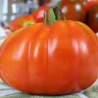 POMODORO CANESTRINO DI LUCCA