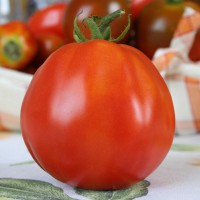 POMODORO CANESTRINO DI LUCCA