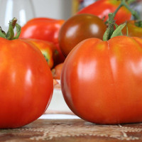 POMODORO CANESTRINO DI LUCCA