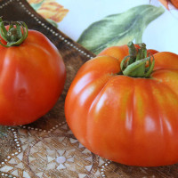 POMODORO CANESTRINO DI LUCCA