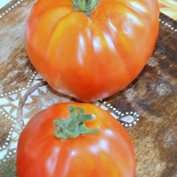 POMODORO CANESTRINO DI LUCCA