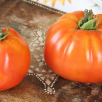 POMODORO CANESTRINO DI LUCCA