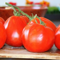 POMODORO CANESTRINO DI LUCCA