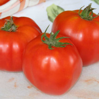 POMODORO CANESTRINO DI LUCCA