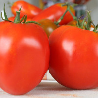 POMODORO CANESTRINO DI LUCCA