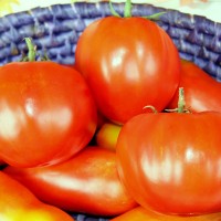 POMODORO CANESTRINO DI LUCCA