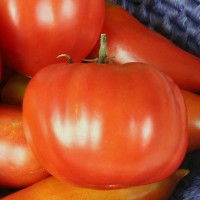 POMODORO CANESTRINO DI LUCCA