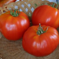 POMODORO CANESTRINO DI LUCCA