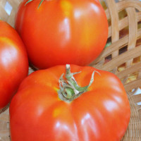 POMODORO CANESTRINO DI LUCCA