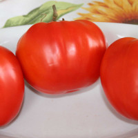 POMODORO CANESTRINO DI LUCCA