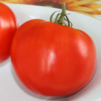 POMODORO CANESTRINO DI LUCCA