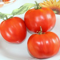 POMODORO CANESTRINO DI LUCCA