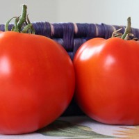 POMODORO CANESTRINO DI LUCCA