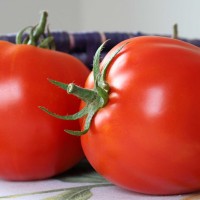 POMODORO CANESTRINO DI LUCCA