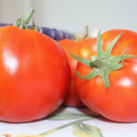 POMODORO CANESTRINO DI LUCCA