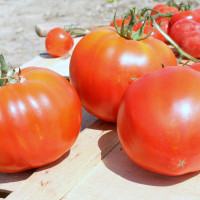 POMODORO CANESTRINO DI LUCCA