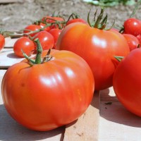 POMODORO CANESTRINO DI LUCCA