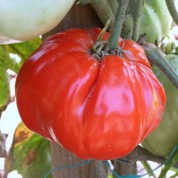 POMODORO CANESTRINO DI LUCCA