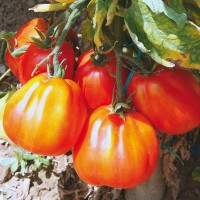 POMODORO CANESTRINO DI LUCCA