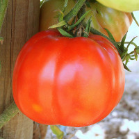 POMODORO CANESTRINO DI LUCCA