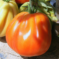 POMODORO CANESTRINO DI LUCCA