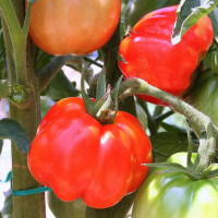 POMODORO CANESTRINO DI LUCCA