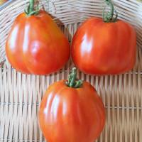 POMODORO CANESTRINO DI LUCCA