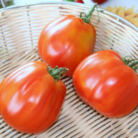 POMODORO CANESTRINO DI LUCCA