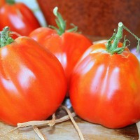 POMODORO CANESTRINO DI LUCCA