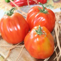 POMODORO CANESTRINO DI LUCCA