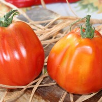 POMODORO CANESTRINO DI LUCCA