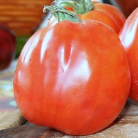 POMODORO CANESTRINO DI LUCCA