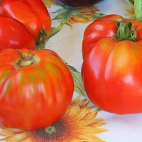 POMODORO CANESTRINO DI LUCCA