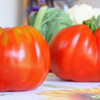 POMODORO CANESTRINO DI LUCCA